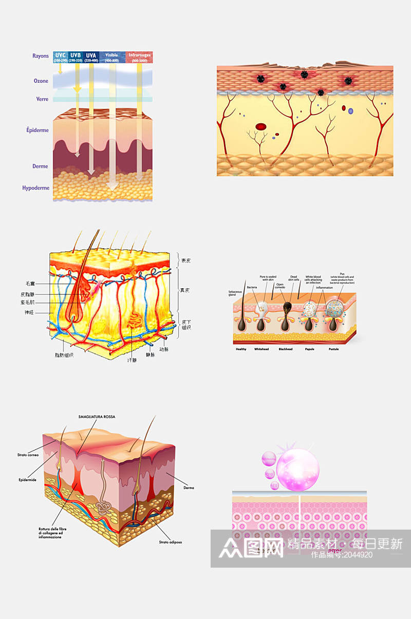医学皮肤毛囊组织设计元素素材