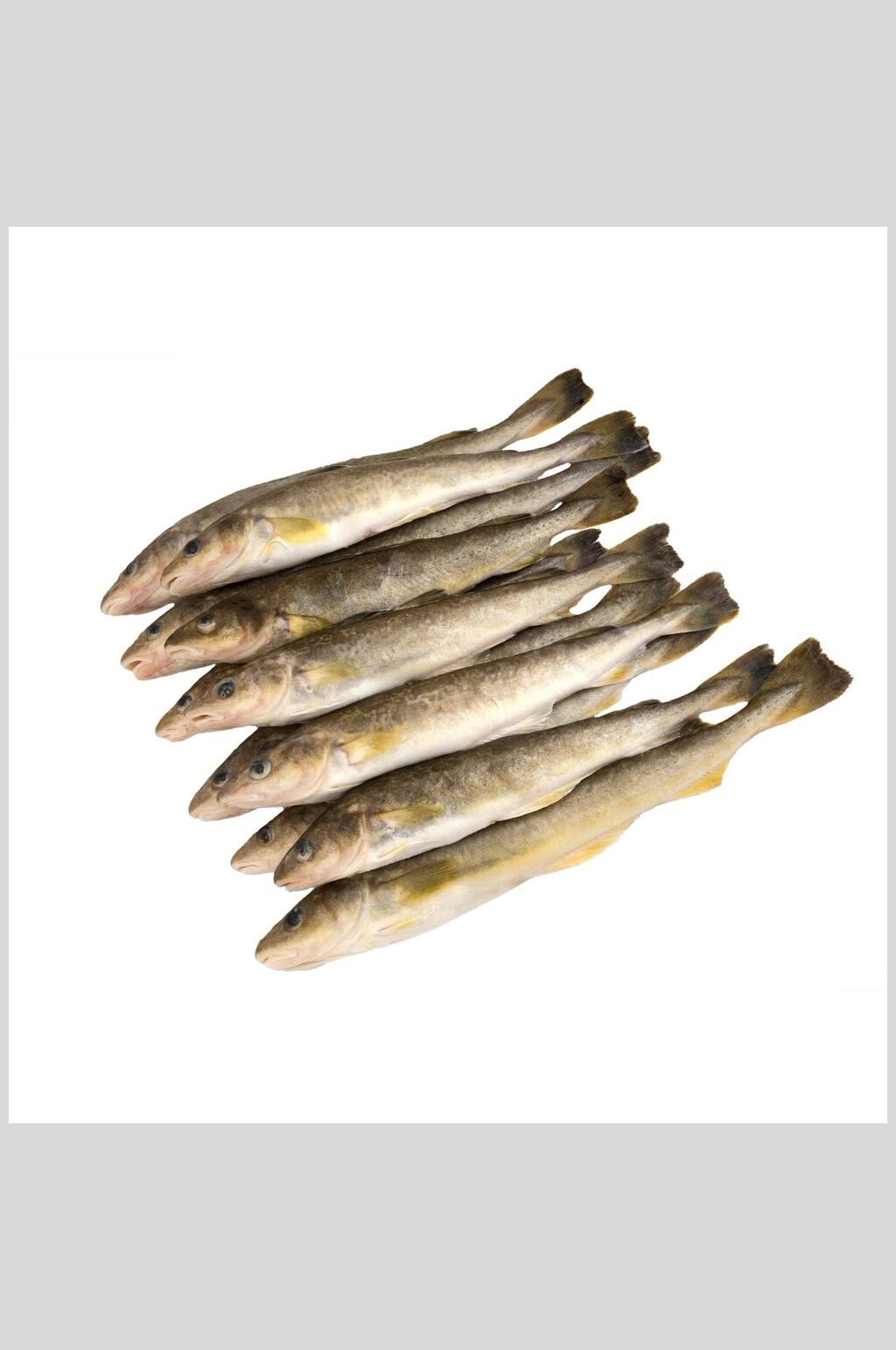 水产鱼类海鲜美食摄影图片素材