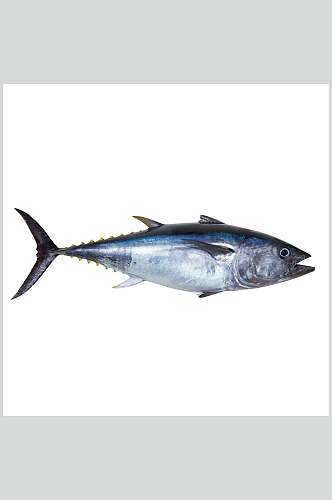 水产鱼类海鱼食物图片