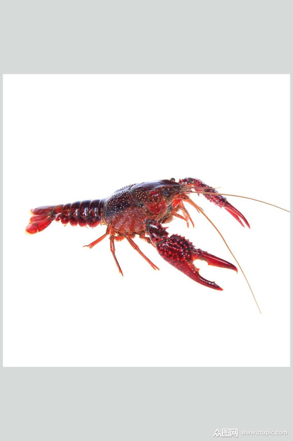 虾类图片一只虾海鲜类生鲜食材摄影图素材
