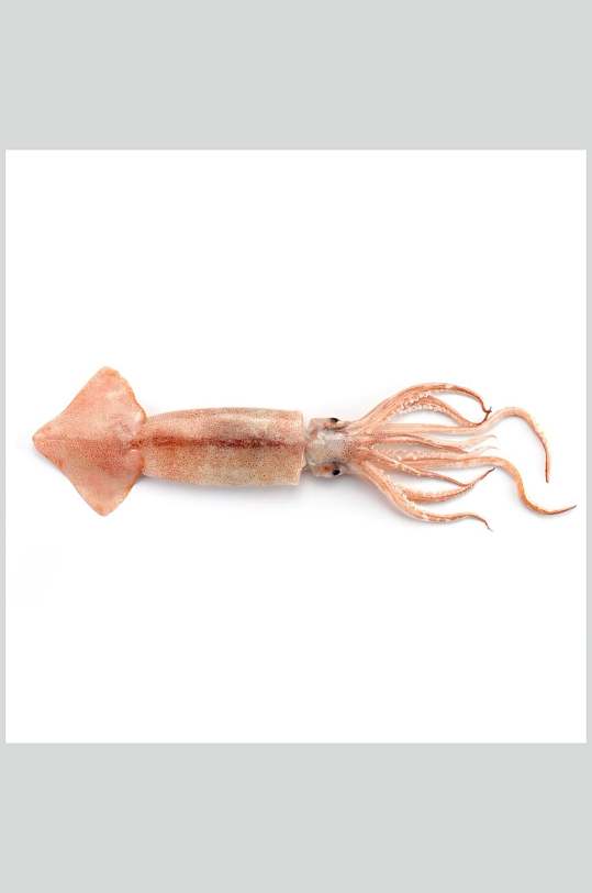 头足类水产白底图片一只鱿鱼生鲜食材