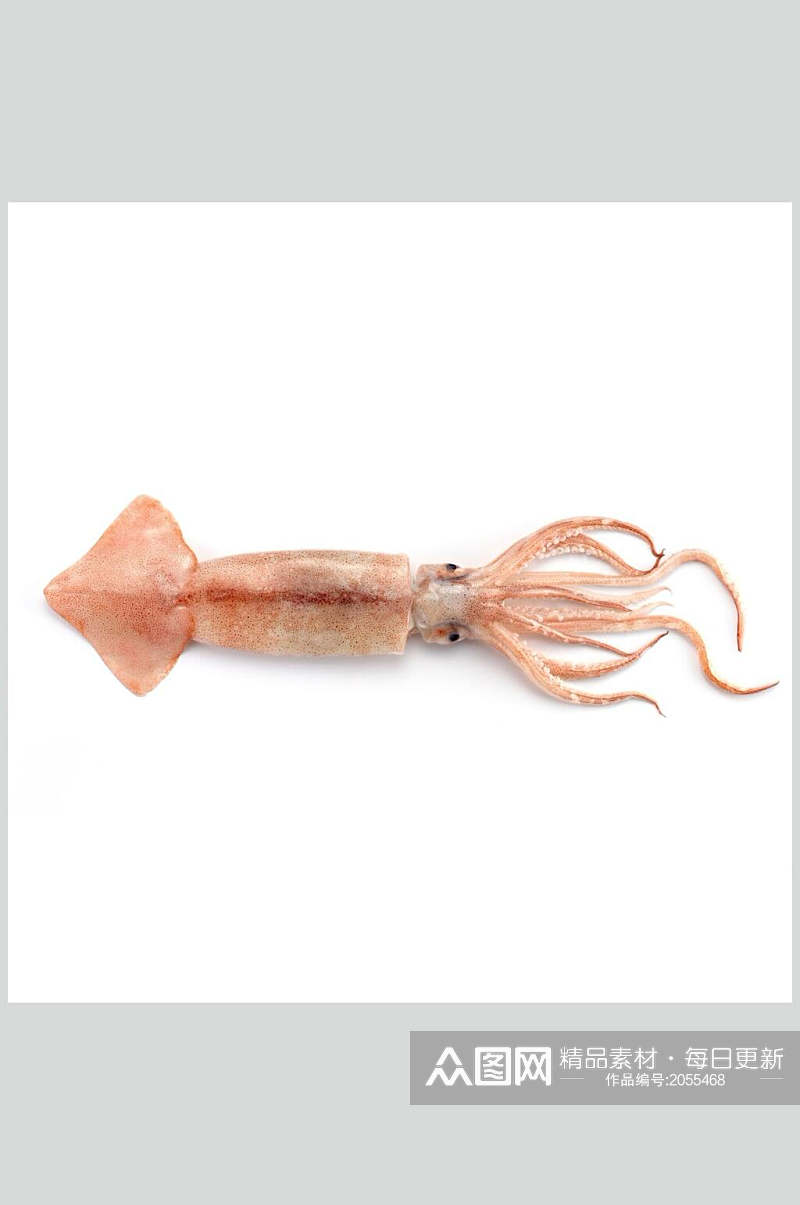 头足类水产白底图片一只鱿鱼生鲜食材素材
