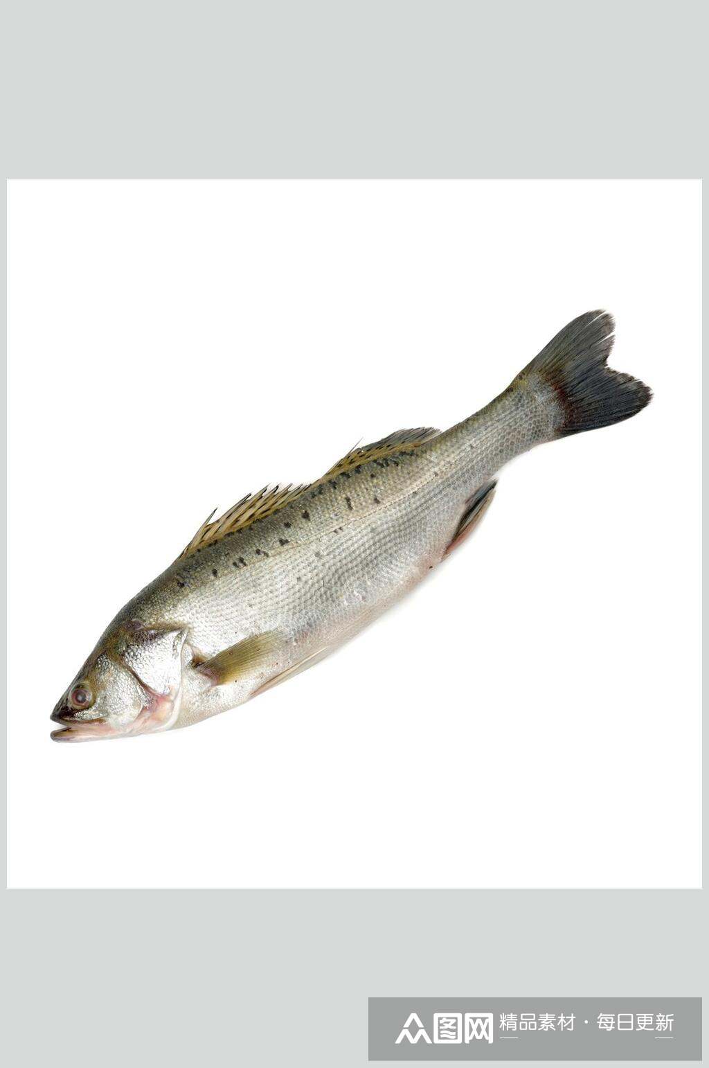 水产鱼类白底图片