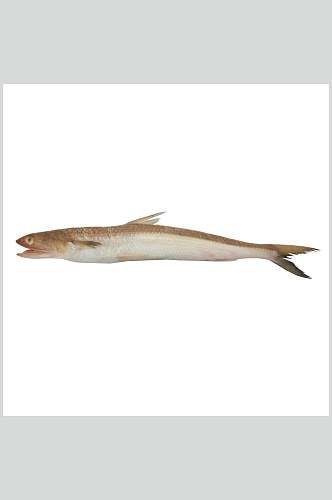海鱼水产鱼类图片