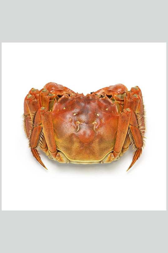 应季海鲜美食大闸蟹蟹类图片