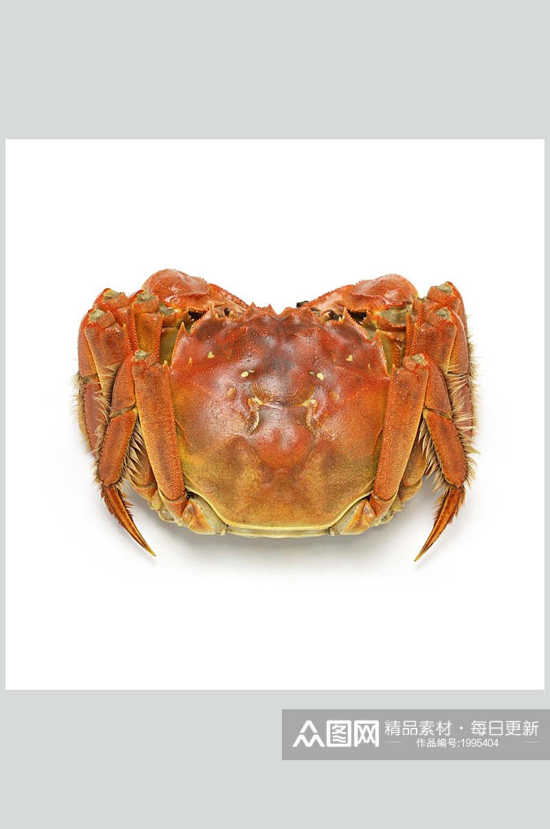 应季海鲜美食大闸蟹蟹类图片素材