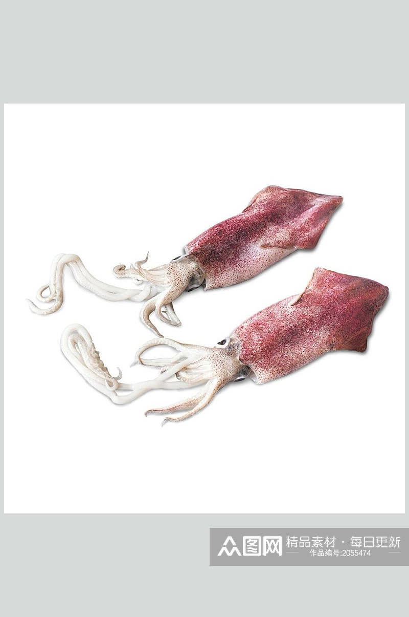 头足类水产白底图片海鲜类生鲜食材鱿鱼素材