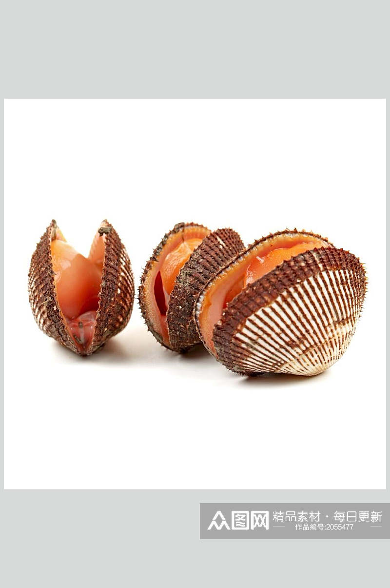 螺贝类白底图片三只贝壳生鲜食材射阳素材