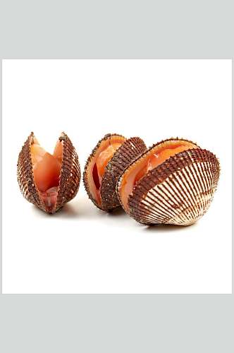 螺贝类白底图片三只贝壳生鲜食材射阳