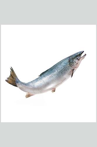 水产鱼类白鱼摄影高清图片
