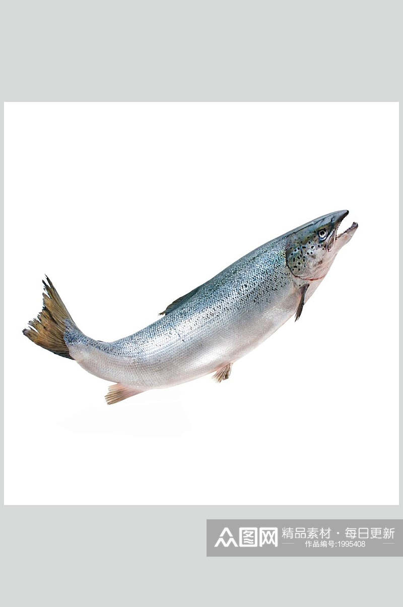 水产鱼类白鱼摄影高清图片素材