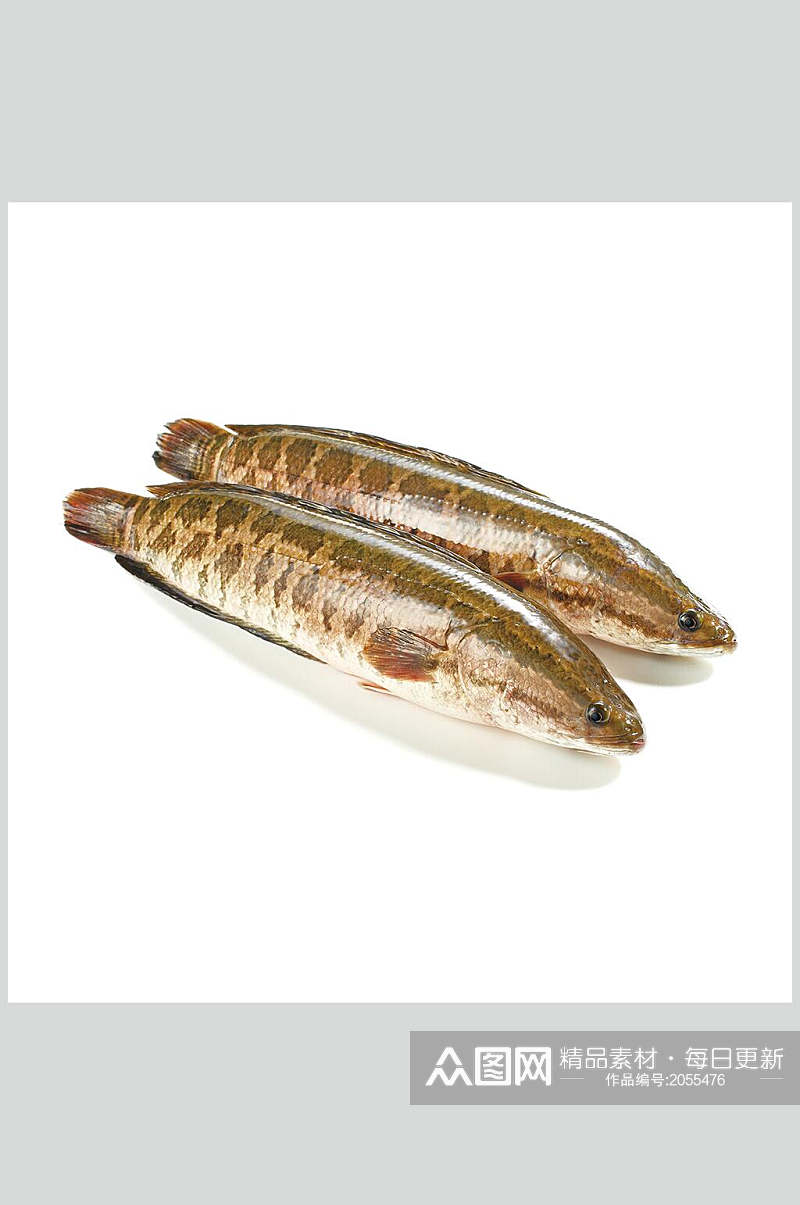 水产鱼类图片两只海鱼生鲜食材素材
