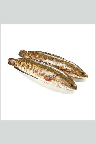 水产鱼类图片两只海鱼生鲜食材