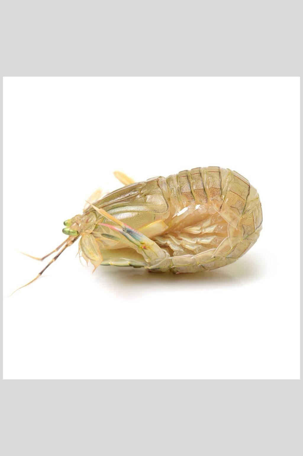 虾类图片一只皮皮虾生鲜食材摄影图素材