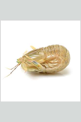 虾类图片一只皮皮虾生鲜食材摄影图