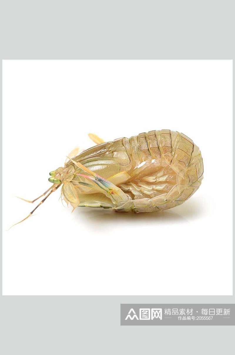 虾类图片一只皮皮虾生鲜食材摄影图素材