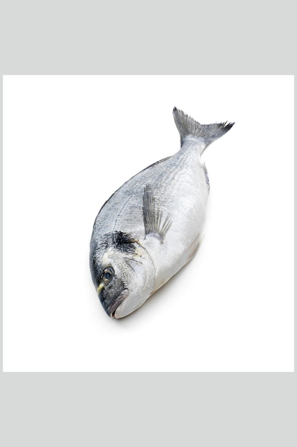 水产鱼类白鱼海鲜食品图片素材