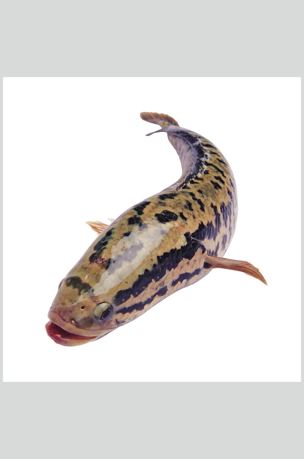 水产鱼类图片一只斑点鱼生鲜食材