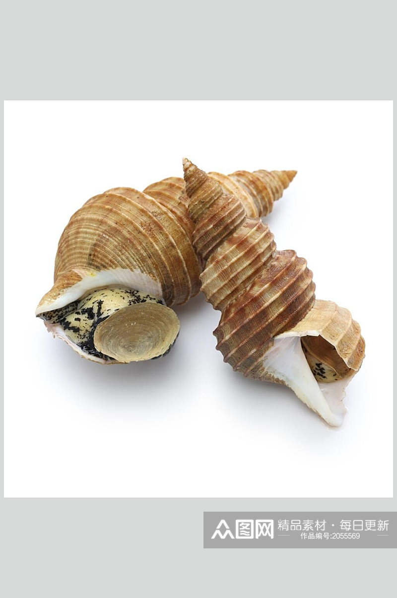 螺贝类白底图片青罗海鲜类生鲜食材摄影图素材