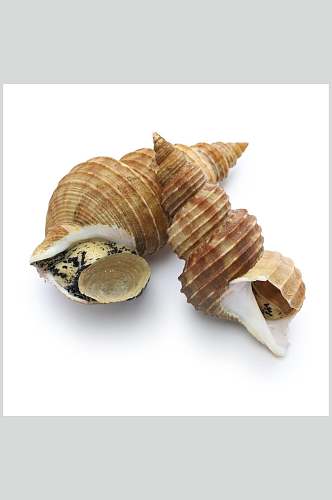 螺贝类白底图片青罗海鲜类生鲜食材摄影图
