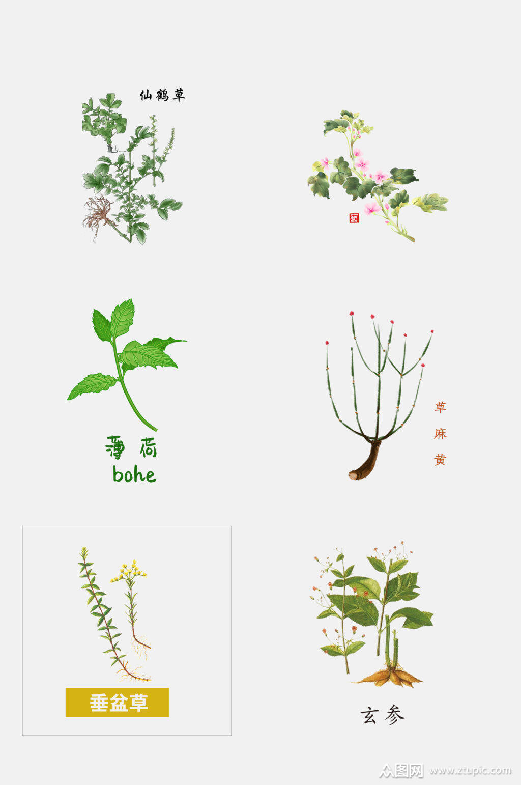 手绘中医草本植物花草免抠元素素材