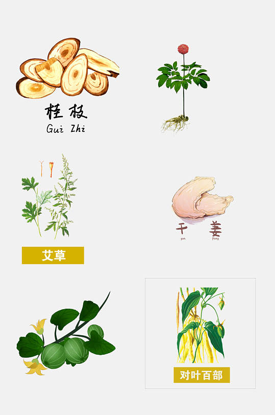 手绘中医草本植物桂枝免抠元素