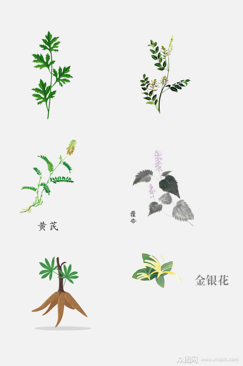 清新手绘中医草本植物免抠元素素材