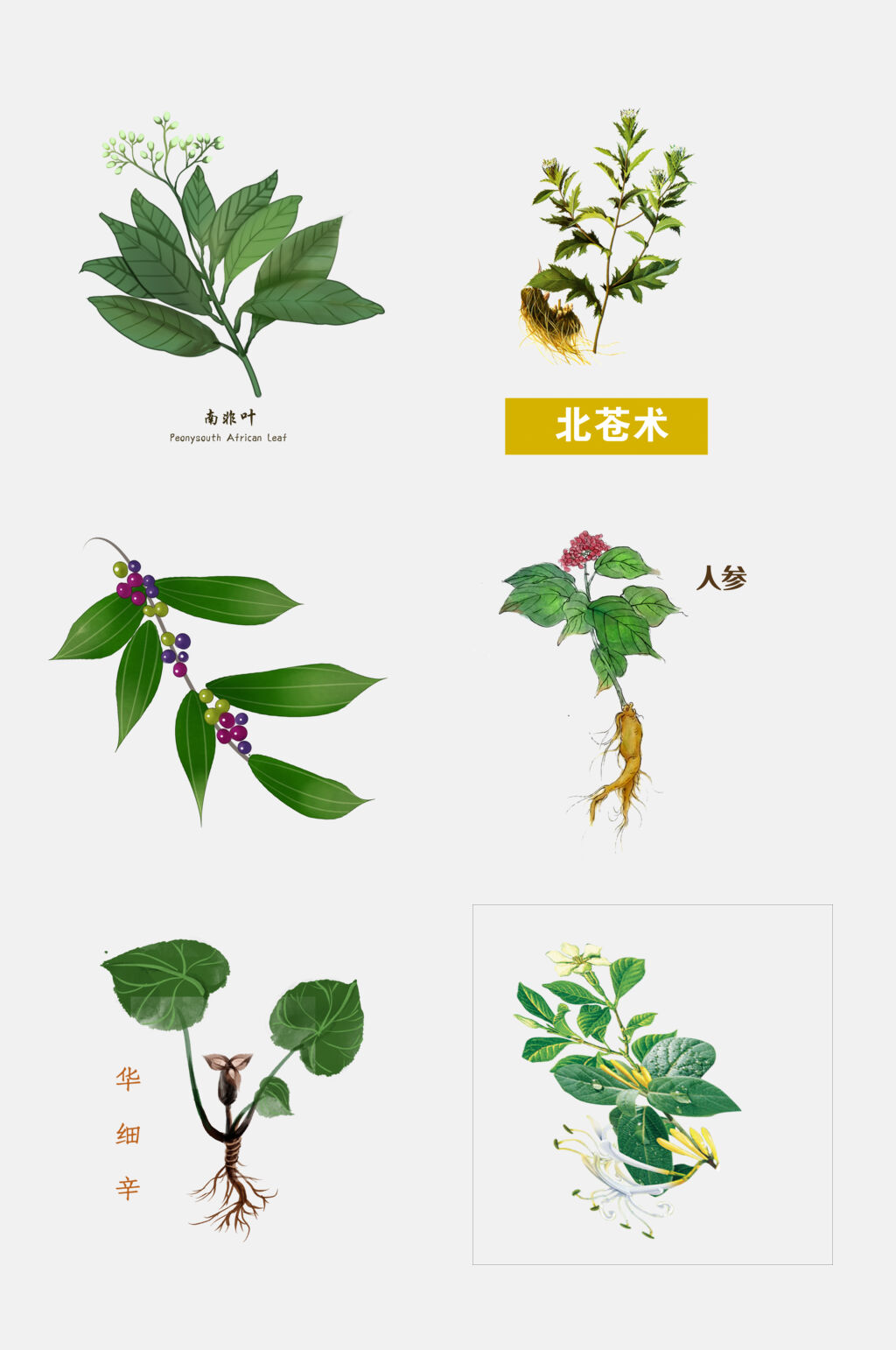 绿色手绘中医草本植物免抠设计元素素材