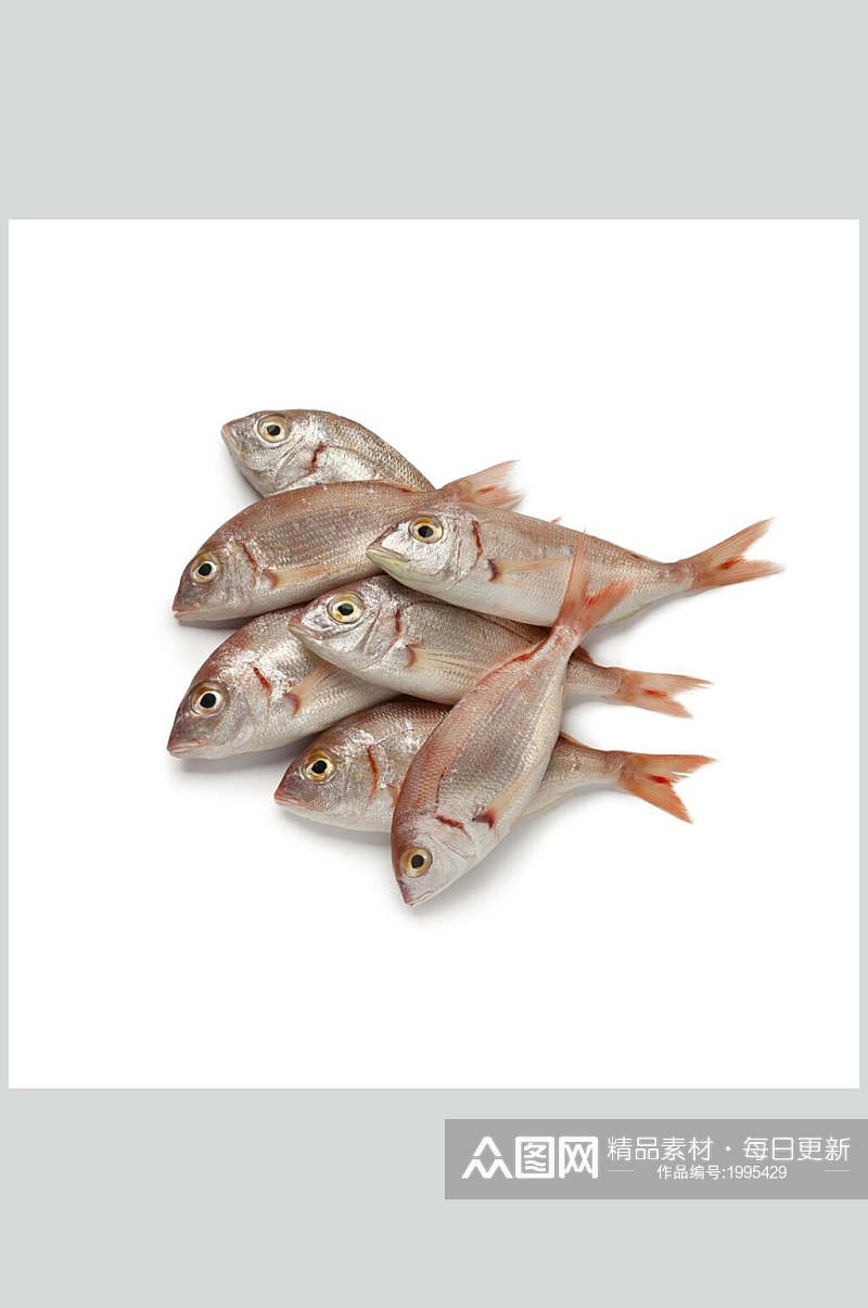 水产鱼类红鱼餐饮图片素材