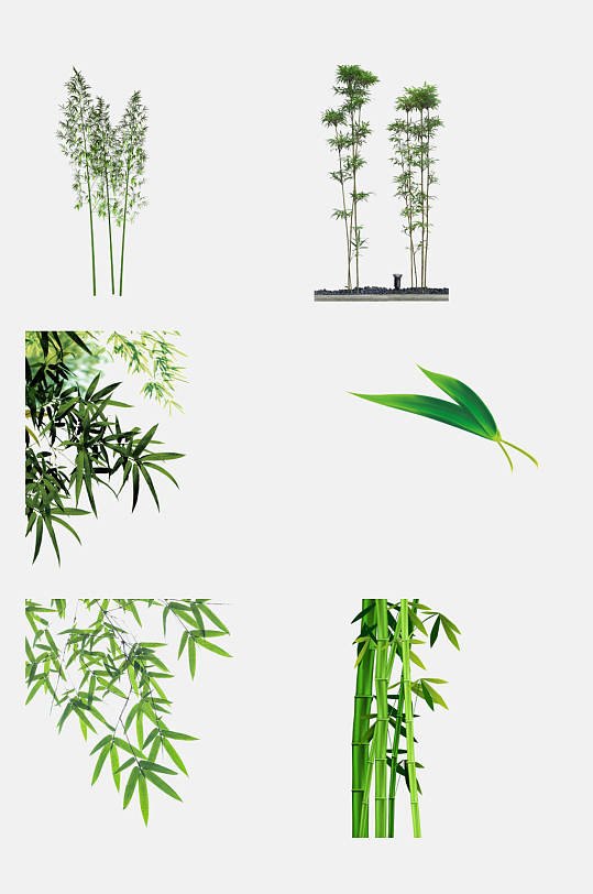 竹林竹子免抠元素
