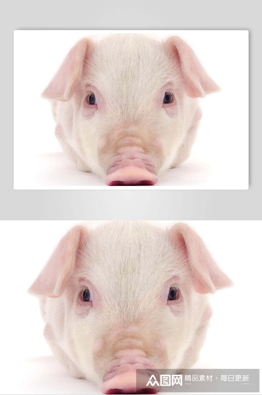 小乳猪白底摄影图片