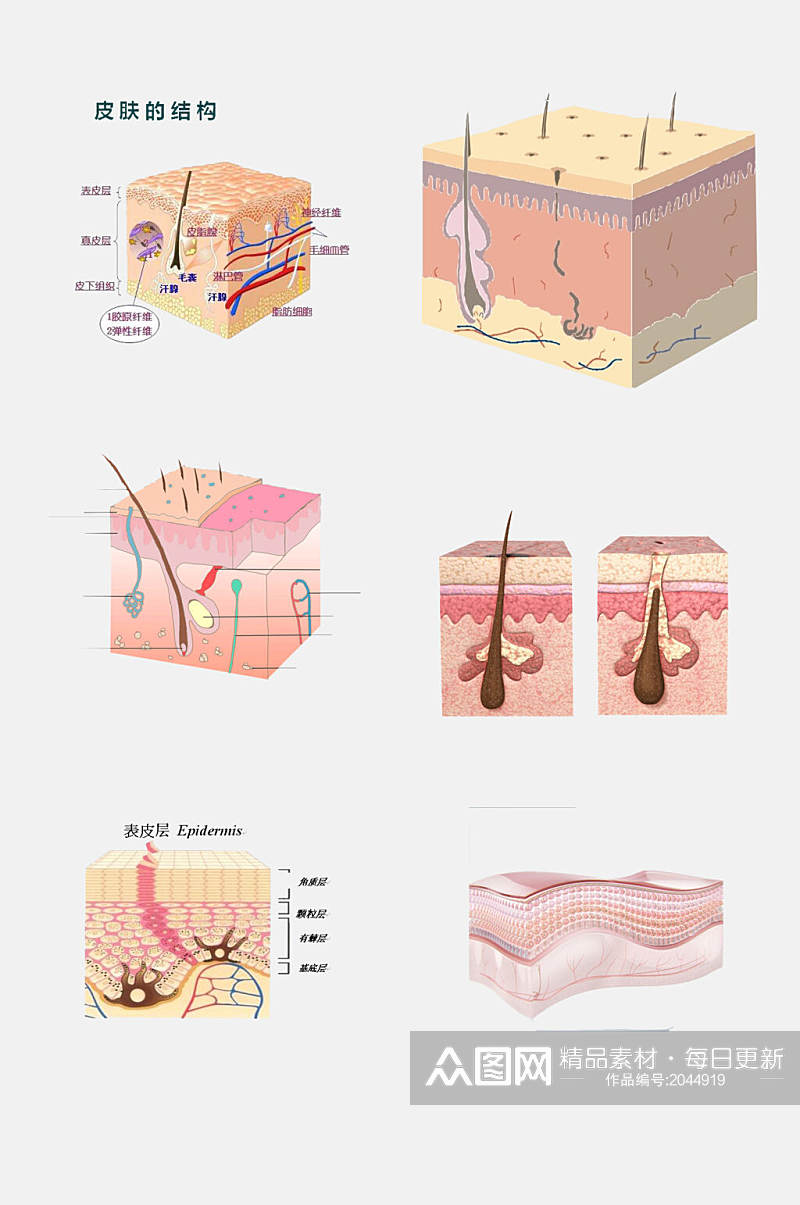 粉色皮肤毛囊组织设计元素素材