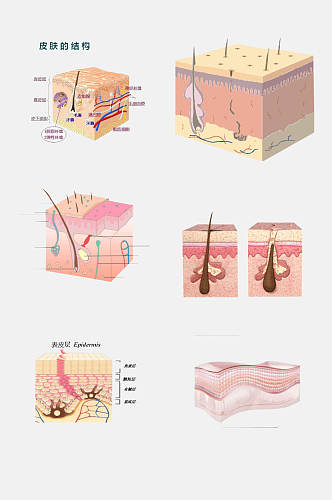 粉色皮肤毛囊组织设计元素