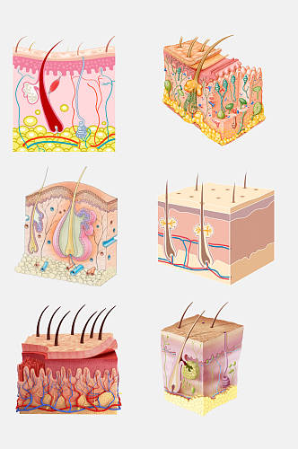 红色皮肤毛囊组织设计元素