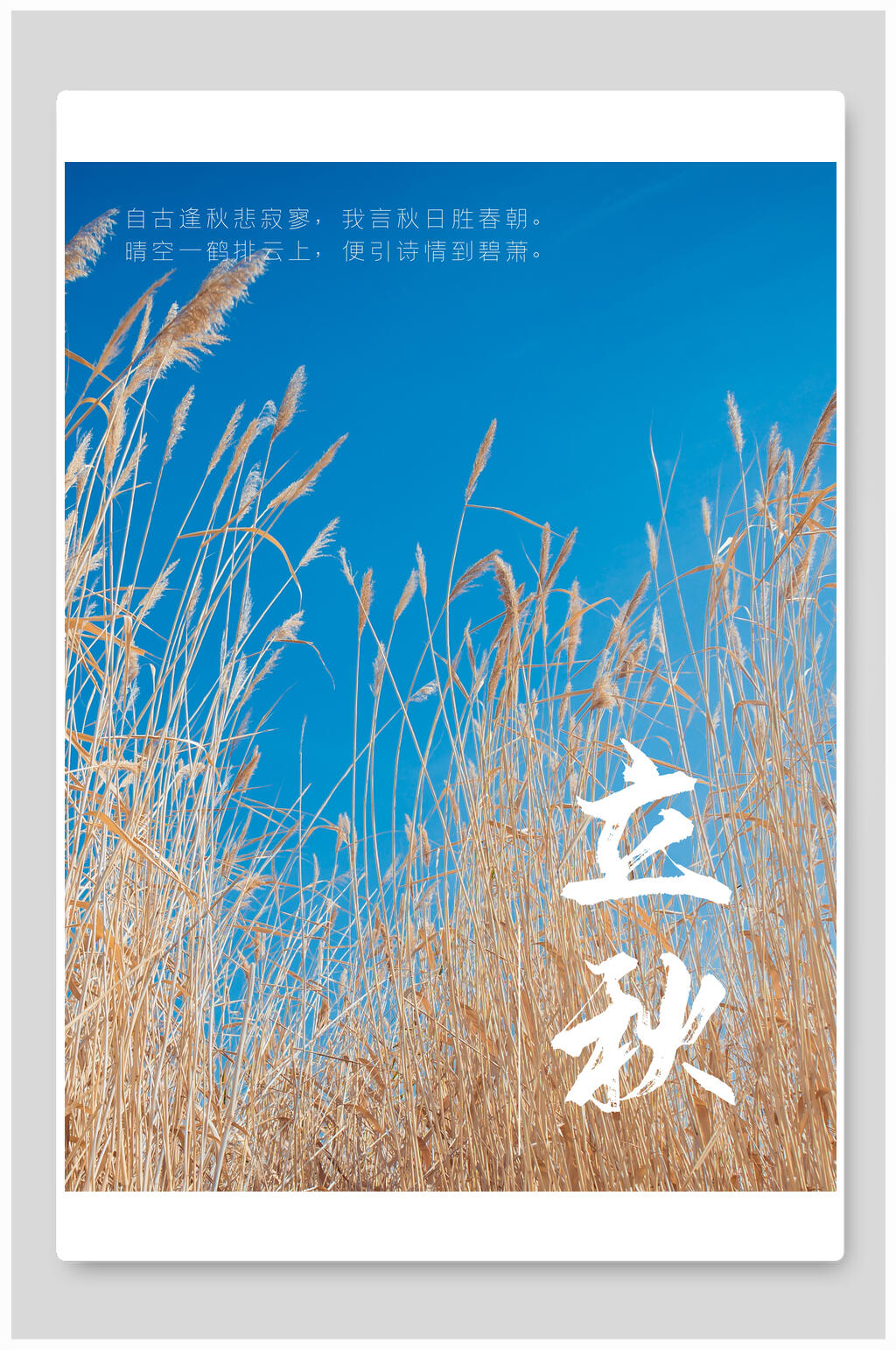 芦苇二十四节气立秋海报素材