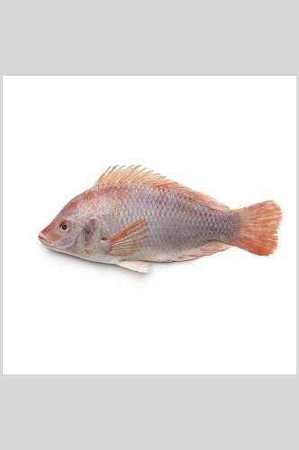 水产鱼类红鱼食物图片