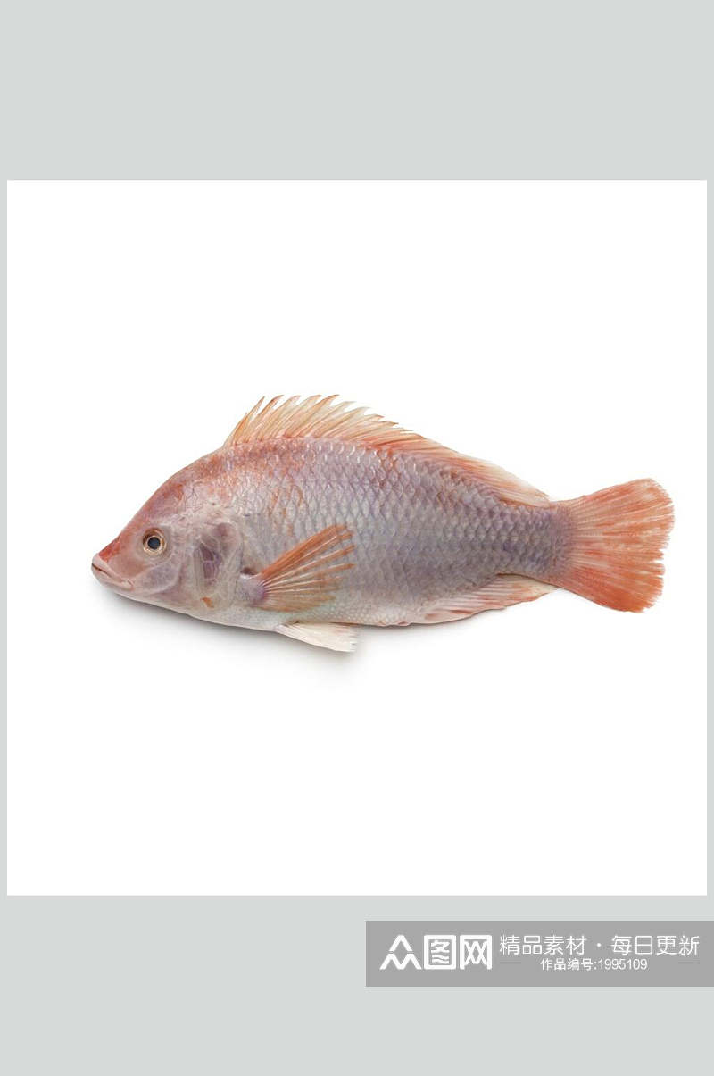 水产鱼类红鱼食物图片素材