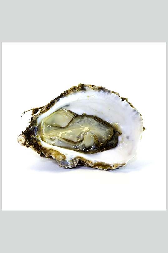 生蚝螺贝类海鲜实拍白底图片