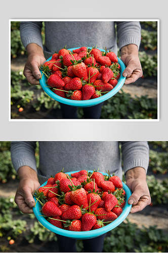 新鲜草莓摄影图片