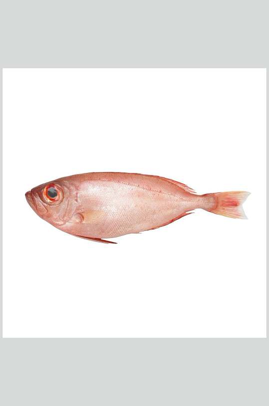 水产鱼类红鱼食品图片