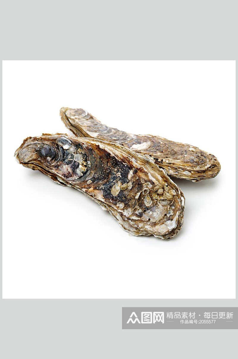 螺贝类白底图片螺海鲜类生鲜食材摄影图素材