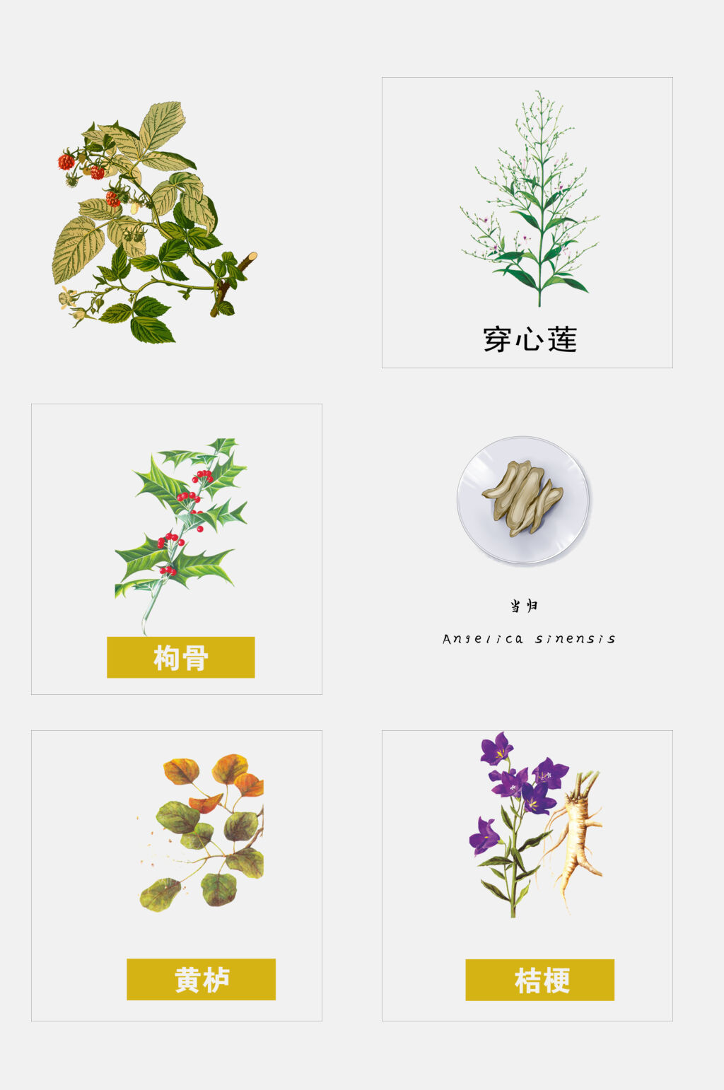 手绘中医草本植物桔梗免抠元素素材