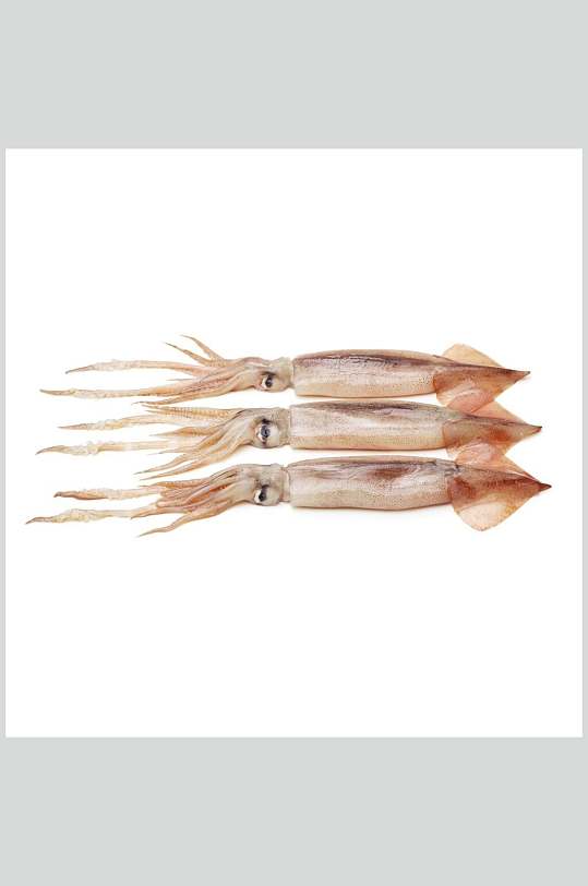 海鲜鱿鱼美食头足类水产白底图片