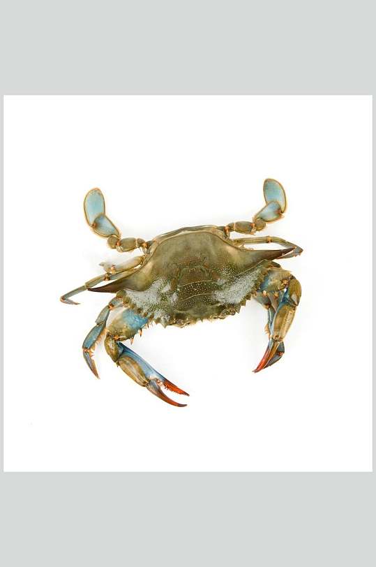 蟹类图片一只螃蟹海鲜类生鲜食材摄影图