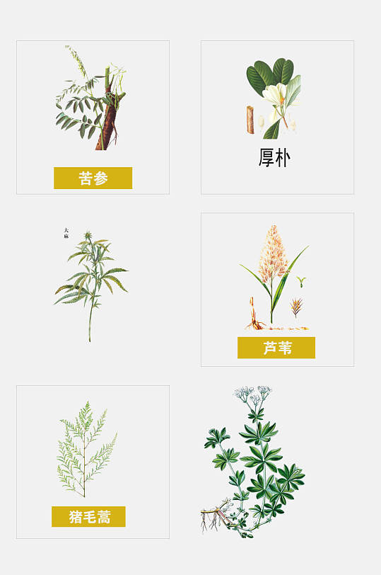 简约手绘中医草本植物免抠元素素材