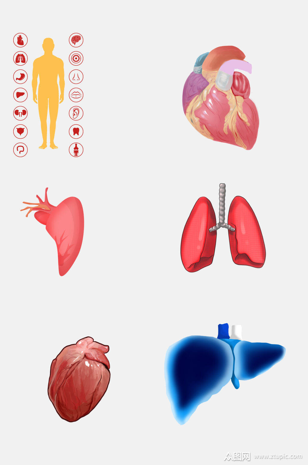彩色人体器官肝脏心脏免抠元素