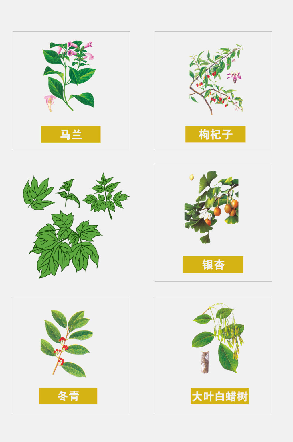 绿色手绘中医草本植物免抠元素素材