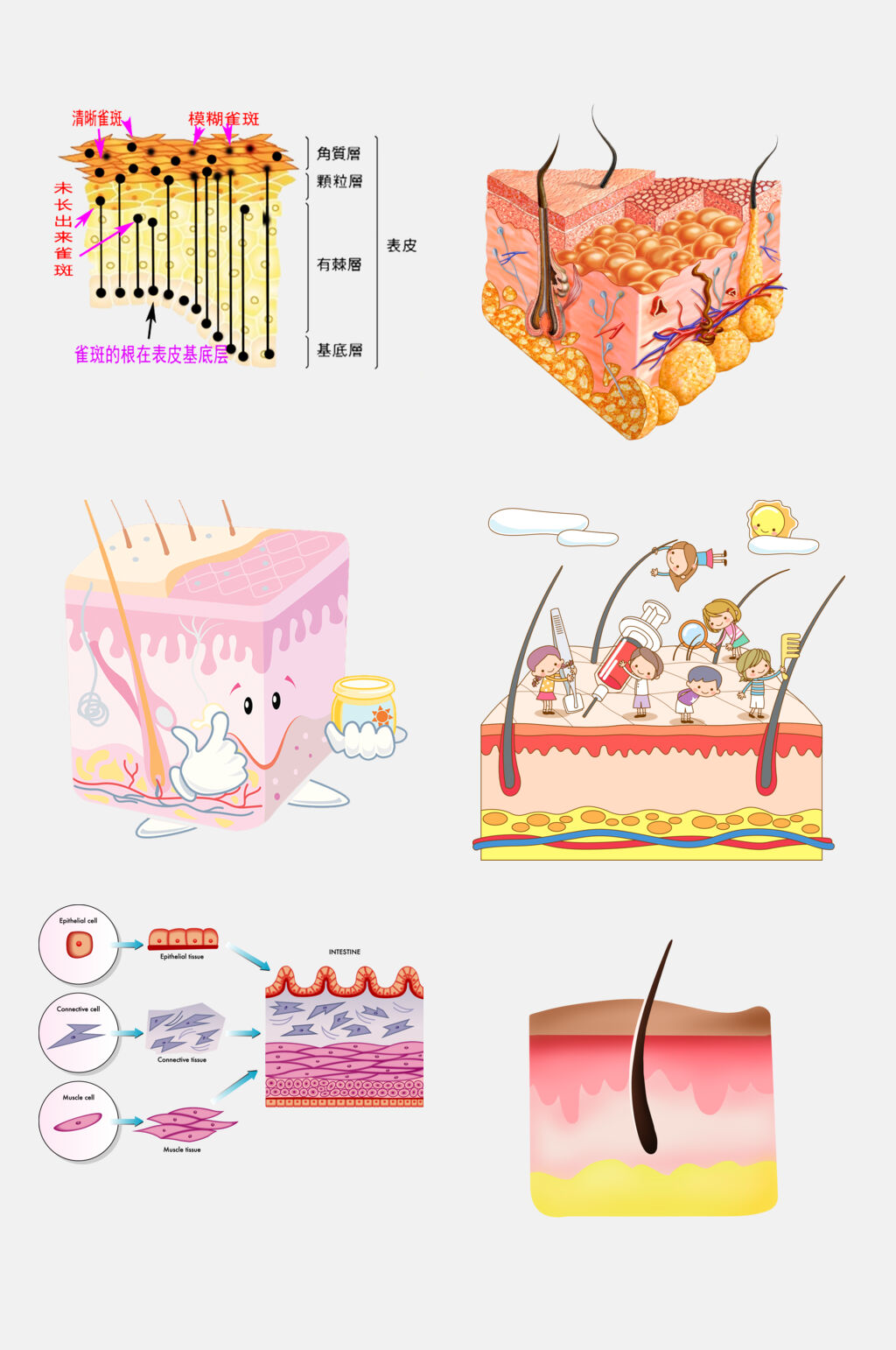 卡通可爱皮肤毛囊组织设计元素素材