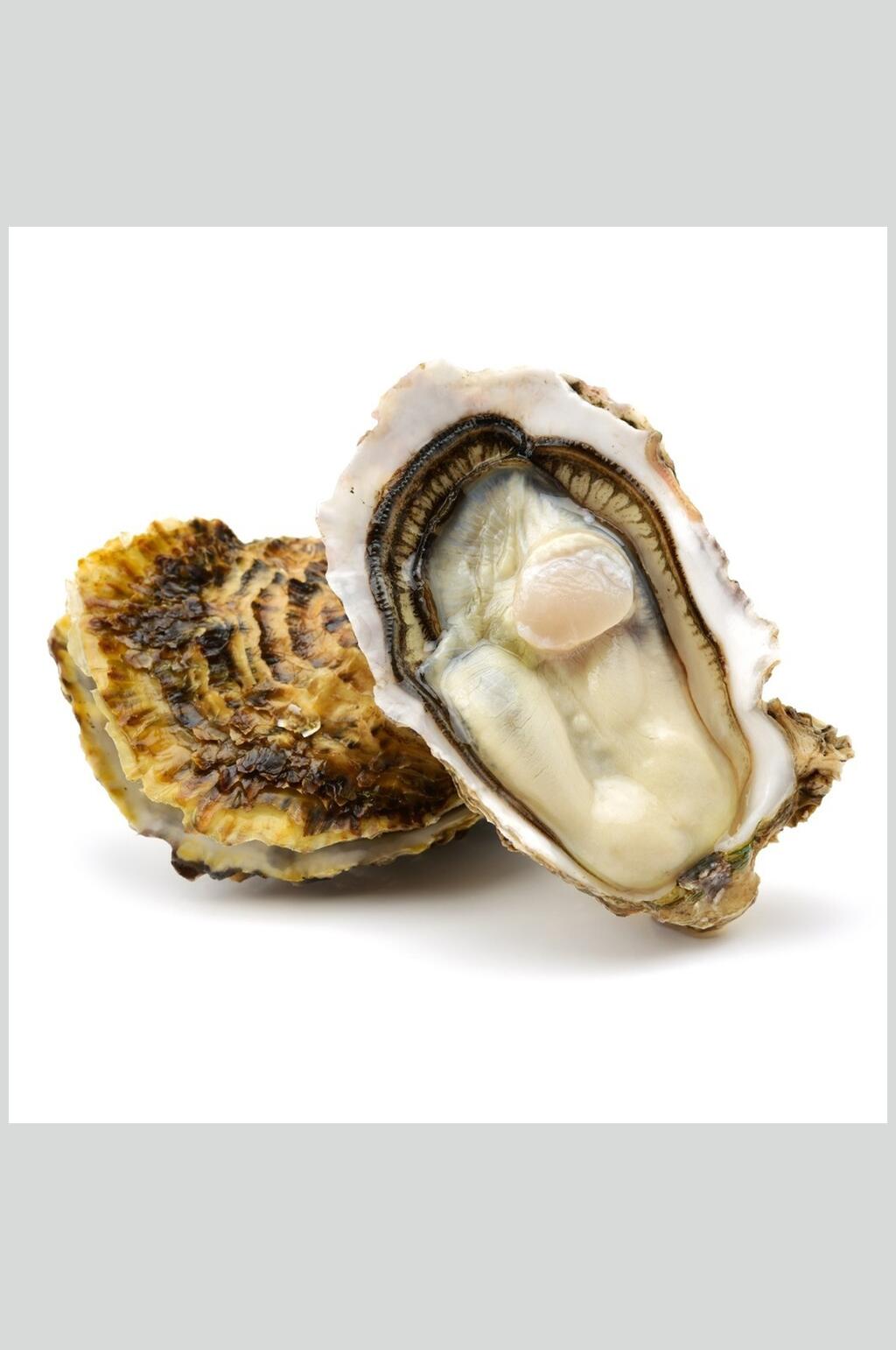 新鲜美味海报生蚝螺贝类白底摄影图片素材