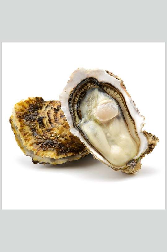 新鲜美味海报生蚝螺贝类白底摄影图片